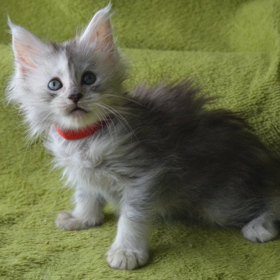Maine Coon EZ Kama