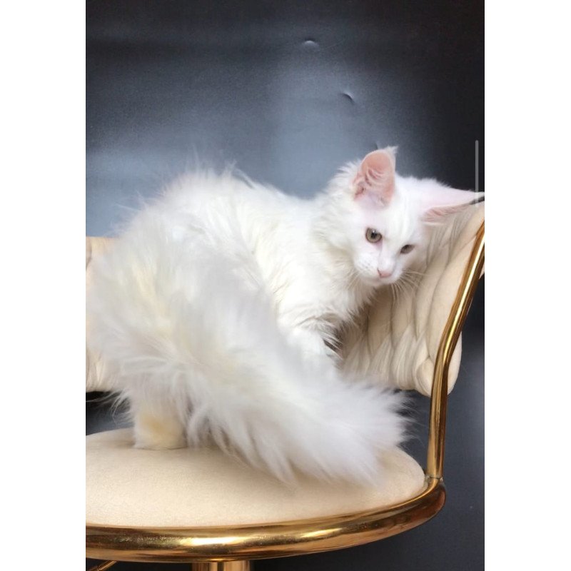 Maine Coon EZ Xia