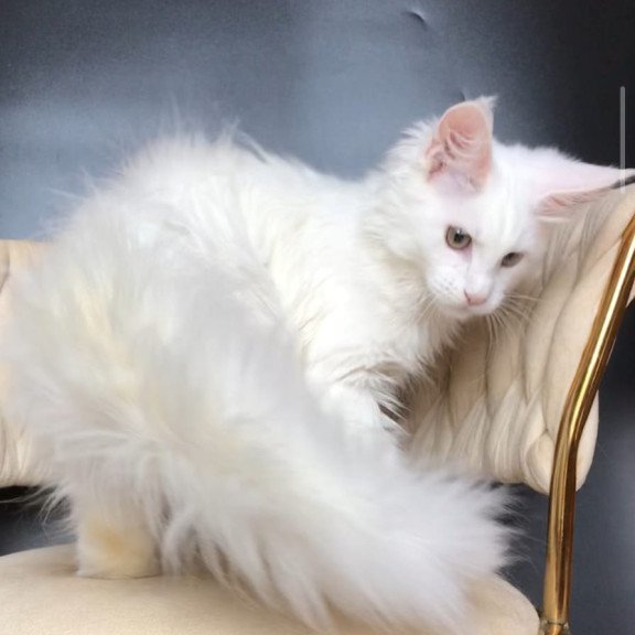 Maine Coon EZ Xia