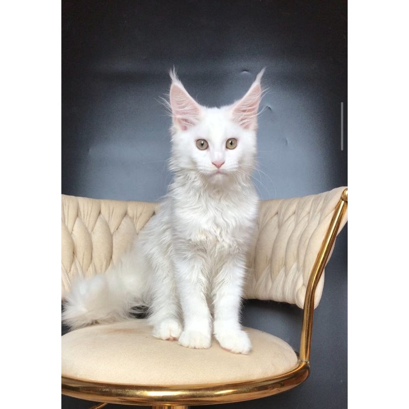 Maine Coon EZ Xia