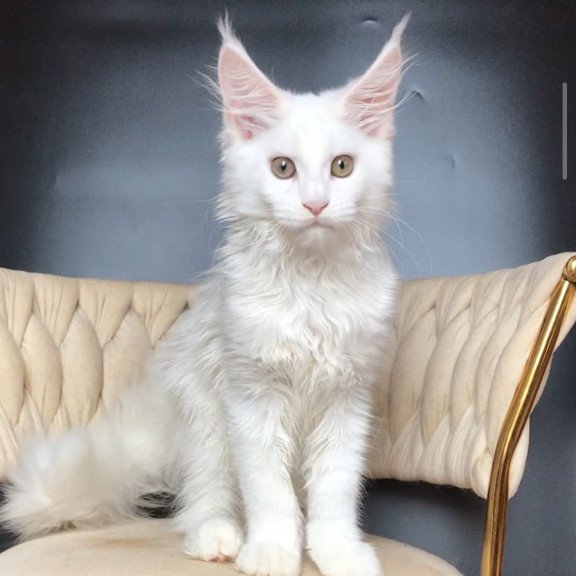 Maine Coon EZ Xia