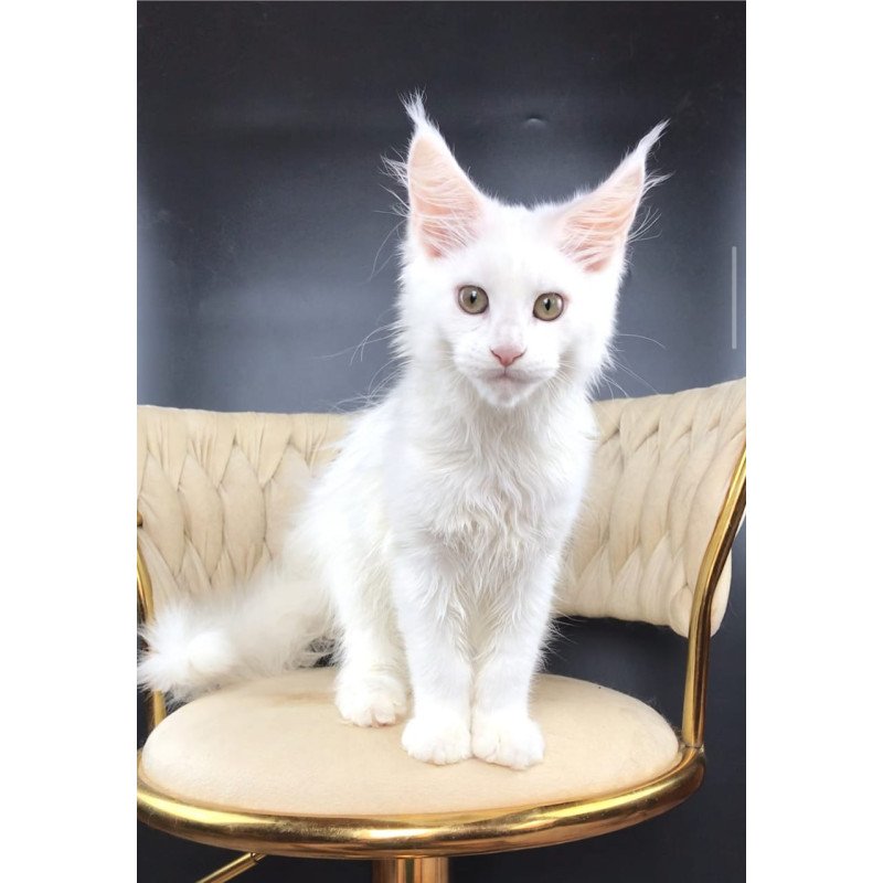 Maine Coon EZ Xia