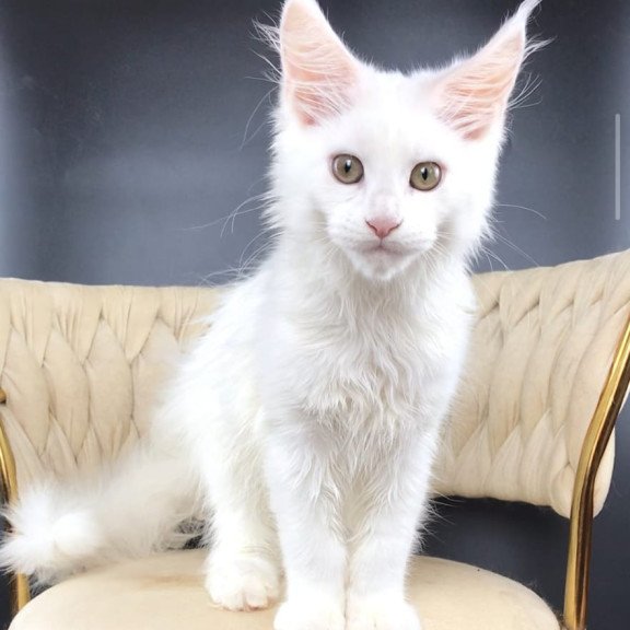 Maine Coon EZ Xia