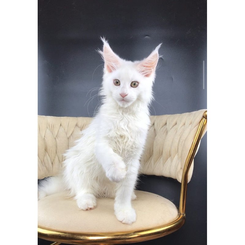 Maine Coon EZ Xia