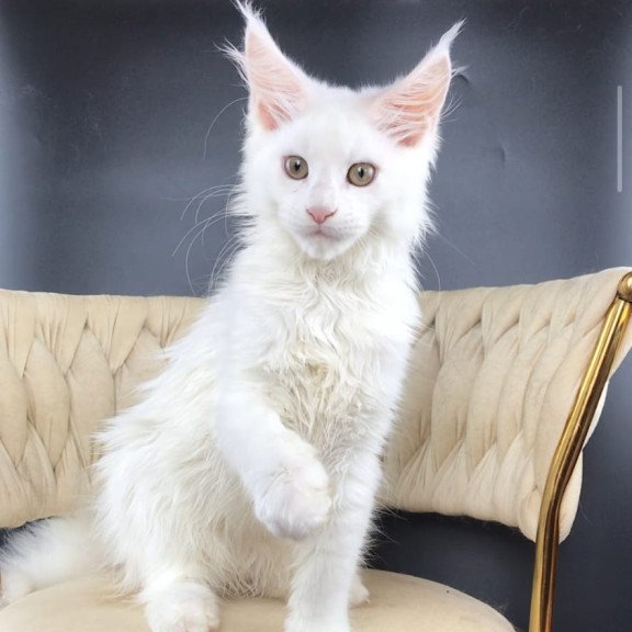 Maine Coon EZ Xia