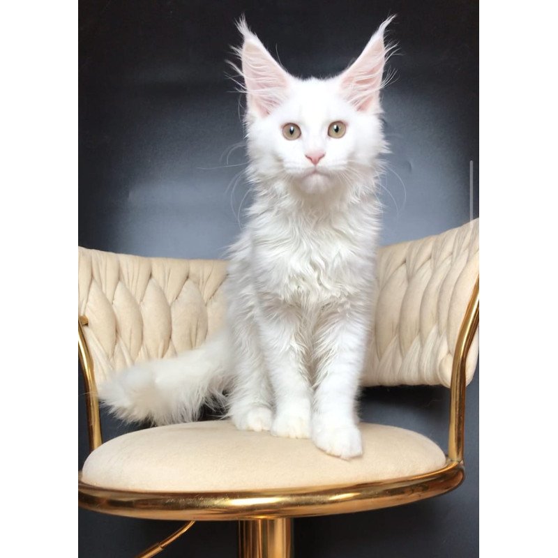 Maine Coon EZ Xia