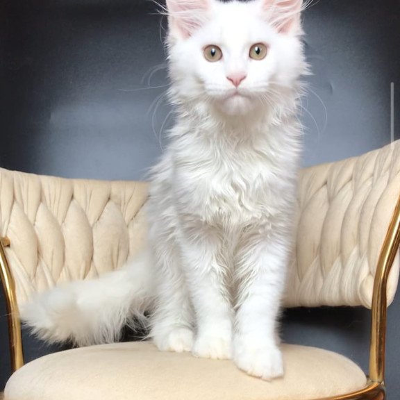 Maine Coon EZ Xia
