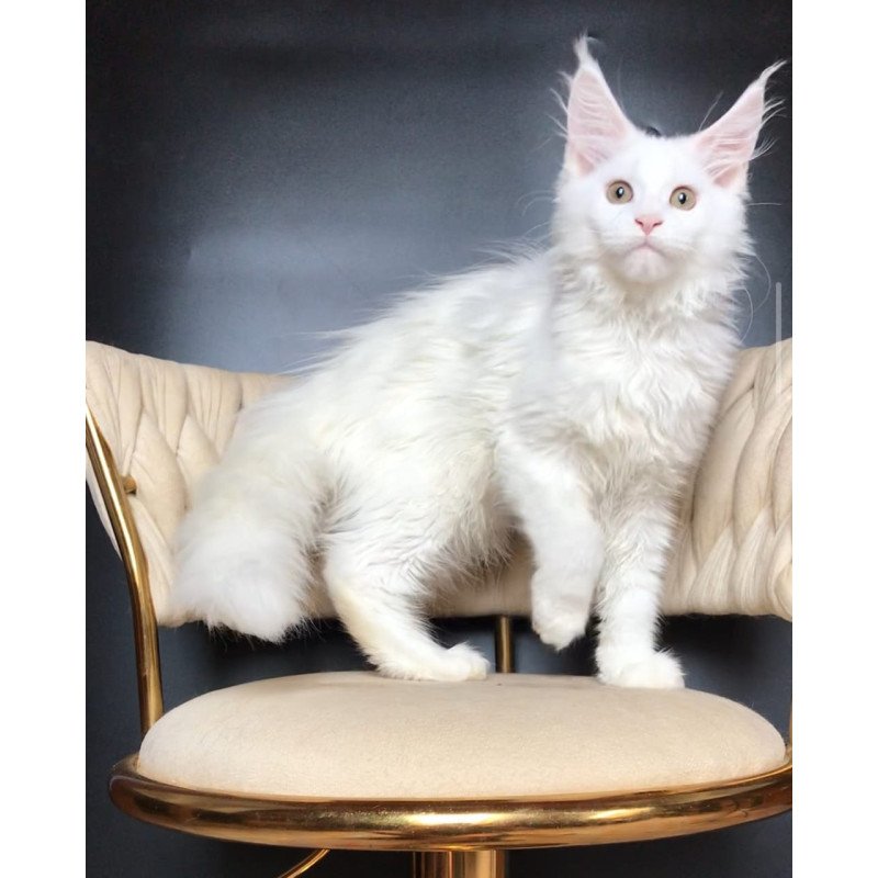 Maine Coon EZ Xia