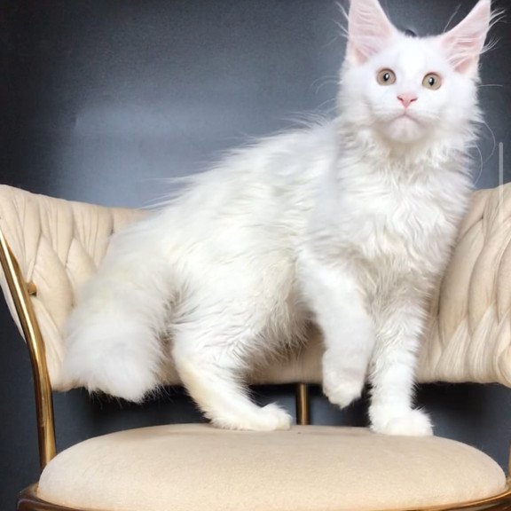 Maine Coon EZ Xia