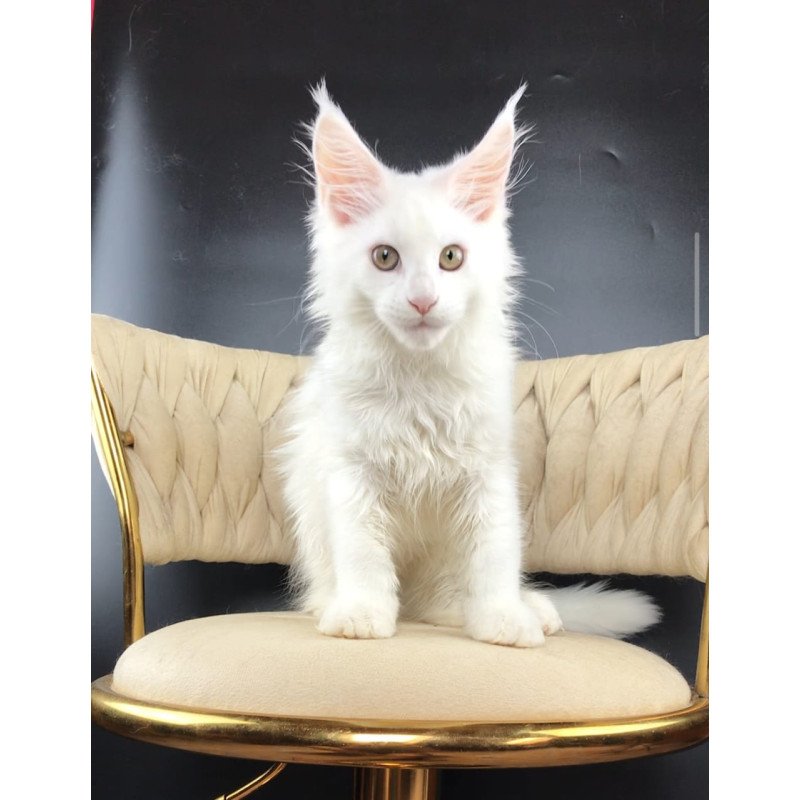 Maine Coon EZ Xia