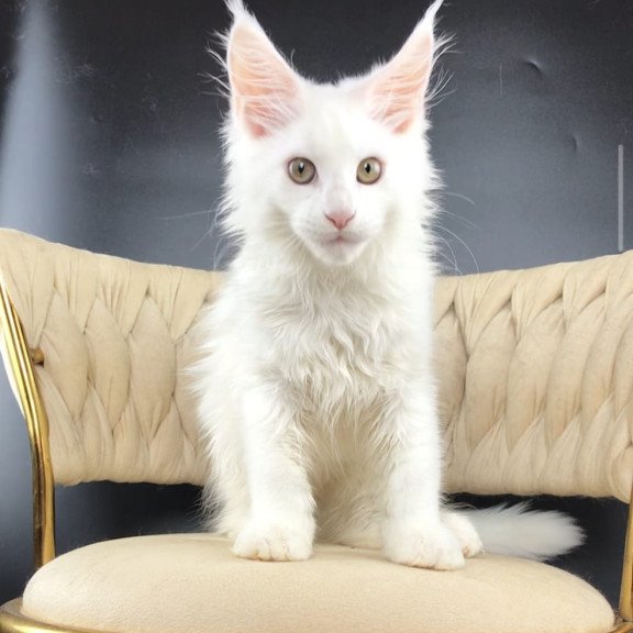 Maine Coon EZ Xia