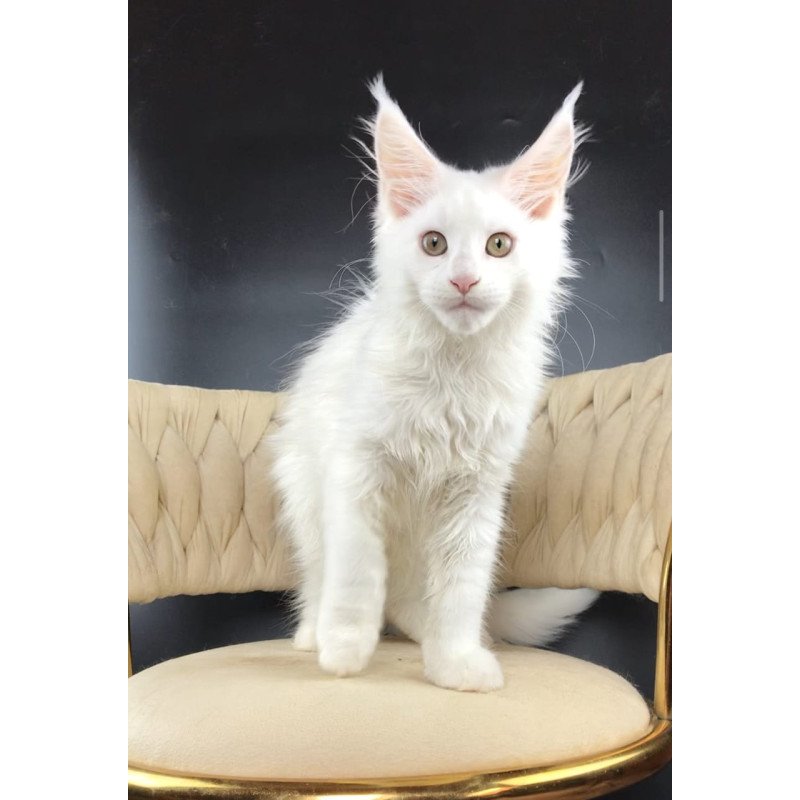 Maine Coon EZ Xia