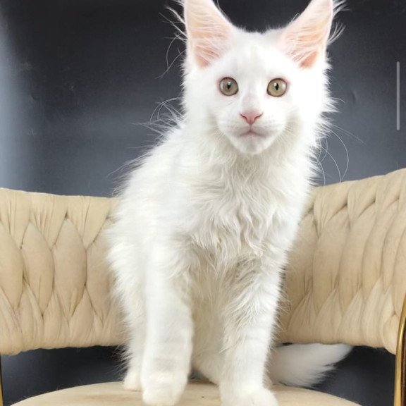 Maine Coon EZ Xia
