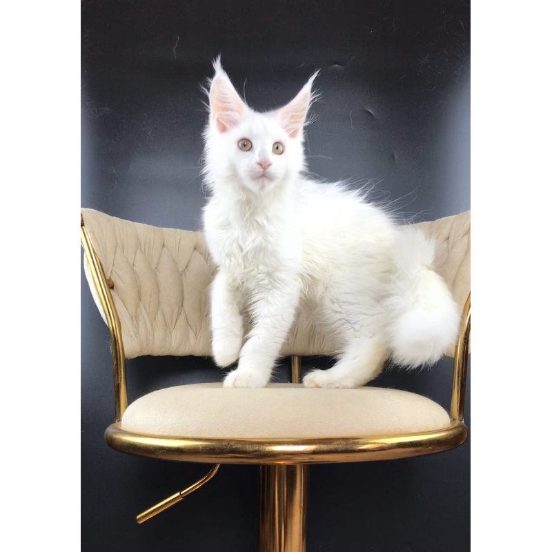 Maine Coon EZ Xia