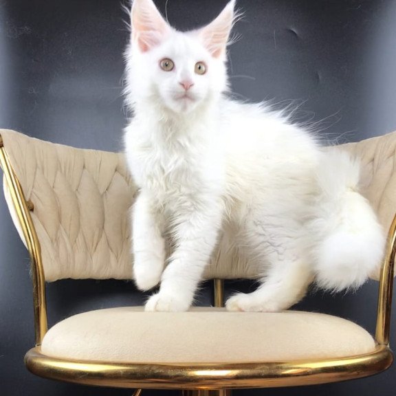 Maine Coon EZ Xia