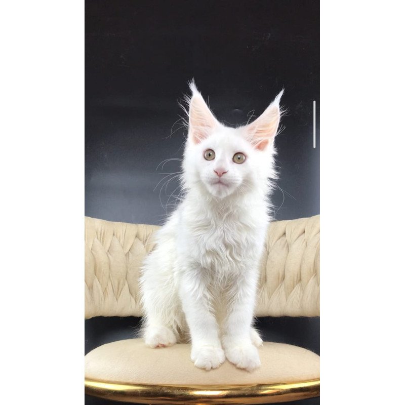 Maine Coon EZ Xia