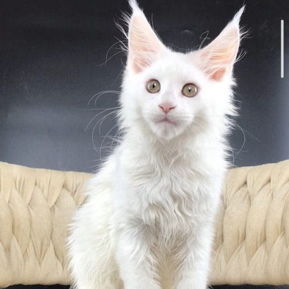 Maine Coon EZ Xia