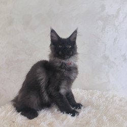Maine Coon EZ Xander