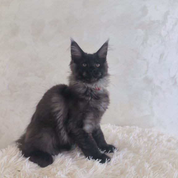 Maine Coon EZ Xander