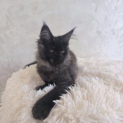 Maine Coon EZ Xander