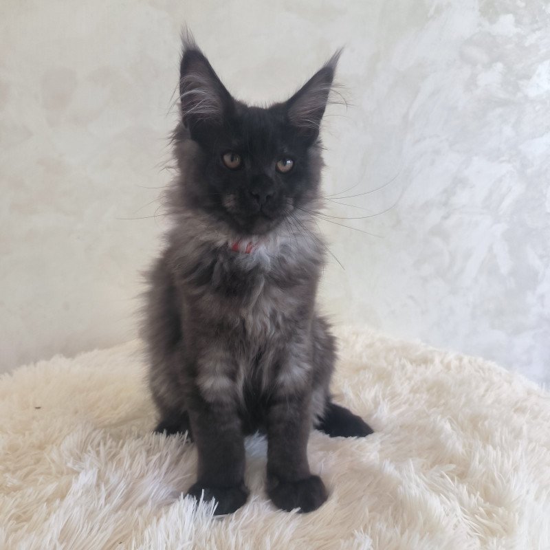 Maine Coon EZ Xander