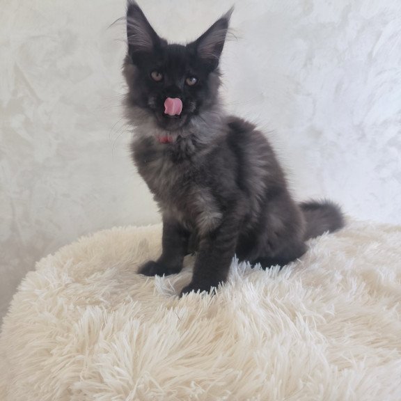 Maine Coon EZ Xander