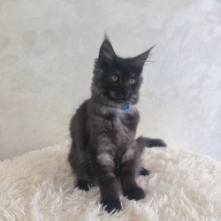 Maine Coon EZ Xelius