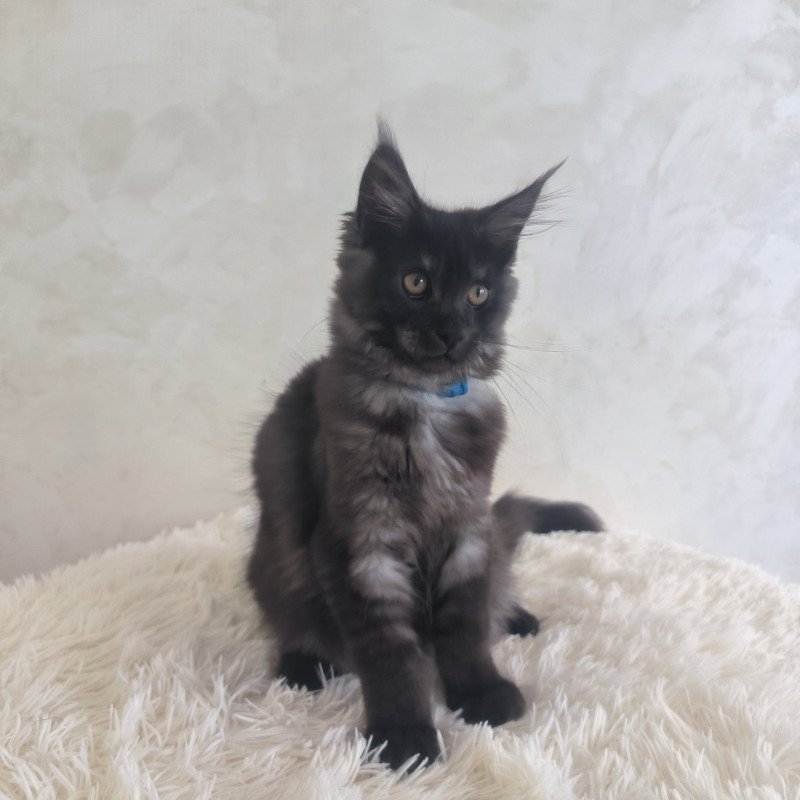 Maine Coon EZ Xelius