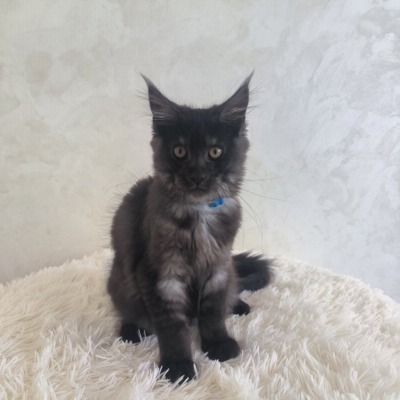 Maine Coon EZ Xelius