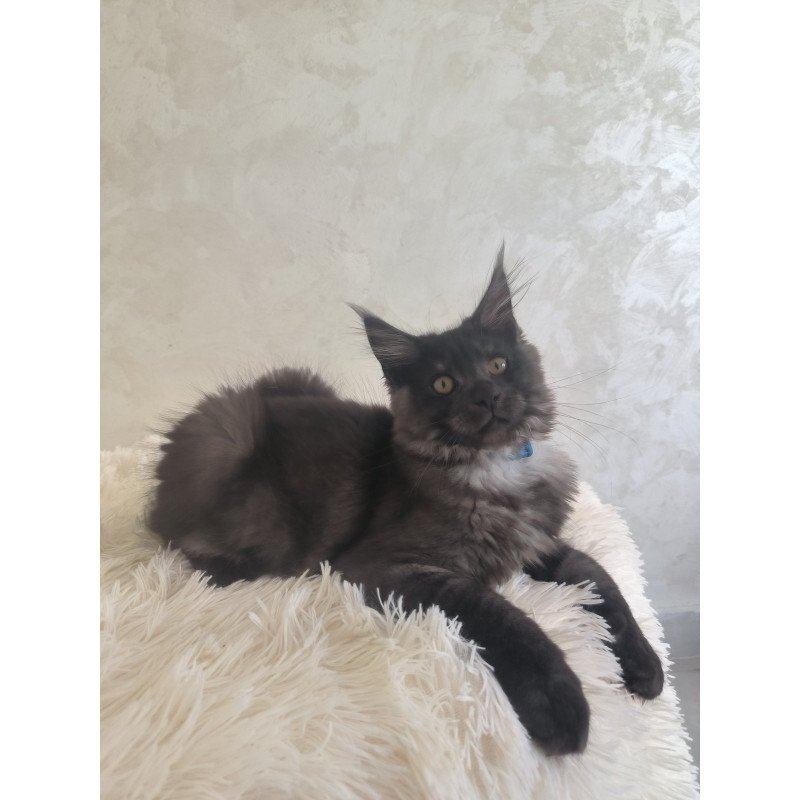 Maine Coon EZ Xelius