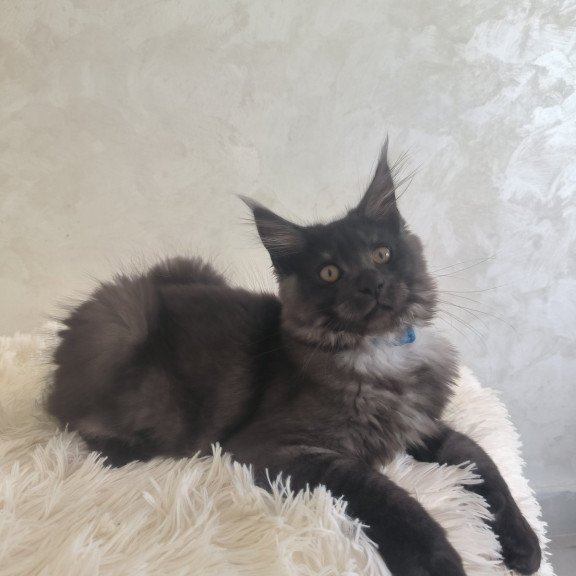 Maine Coon EZ Xelius