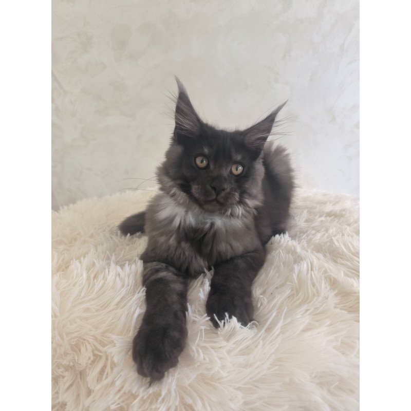 Maine Coon EZ Xelius