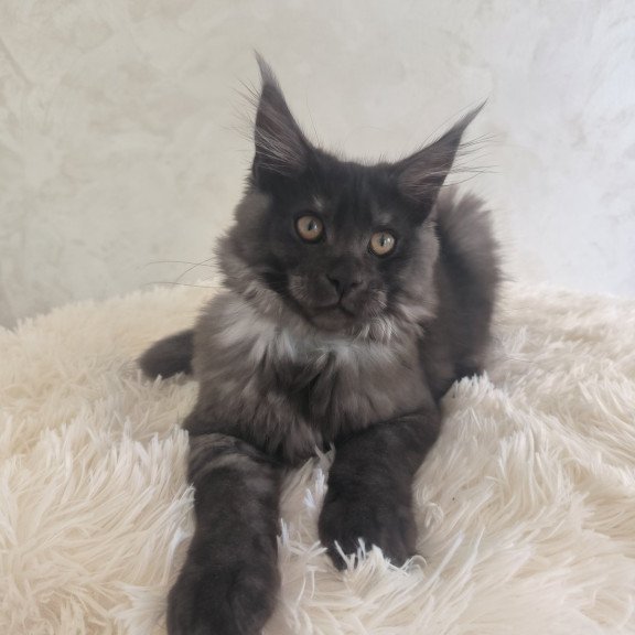 Maine Coon EZ Xelius