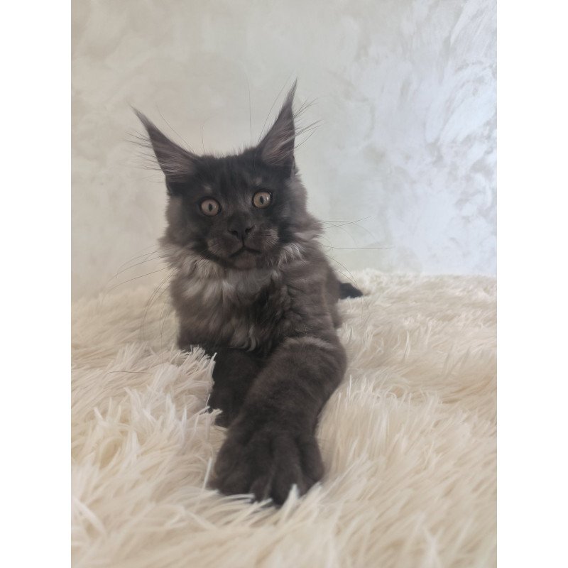 Maine Coon EZ Xelius