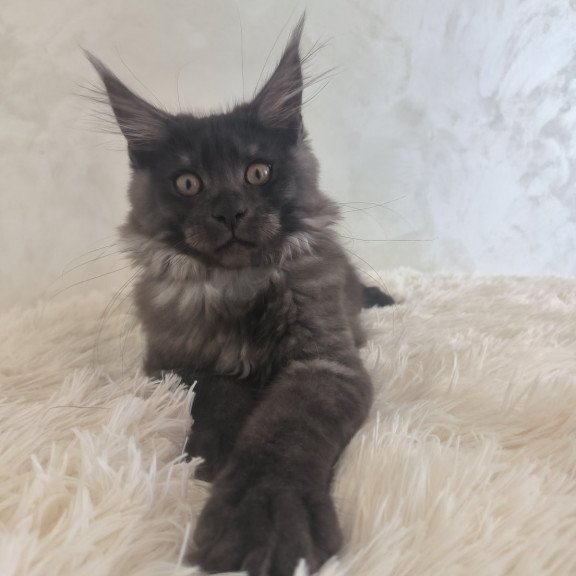 Maine Coon EZ Xelius