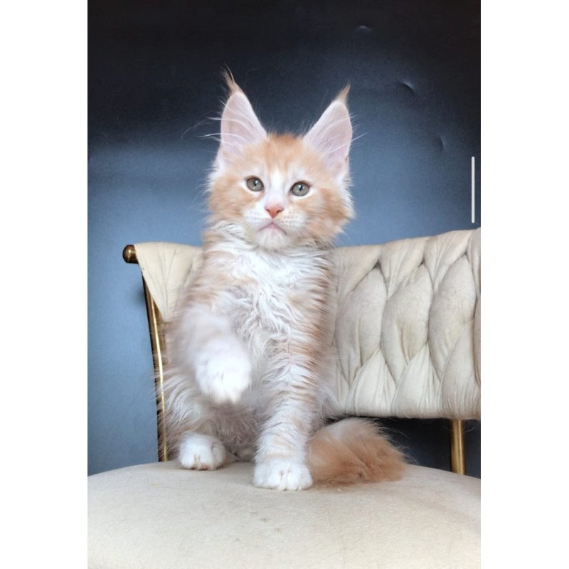 Maine Coon EZ Yogurt