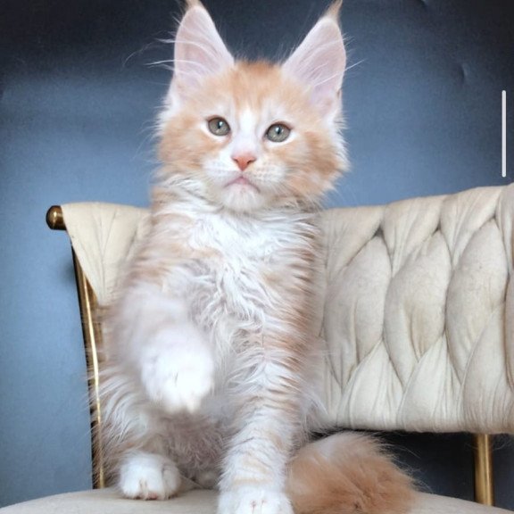 Maine Coon EZ Yogurt