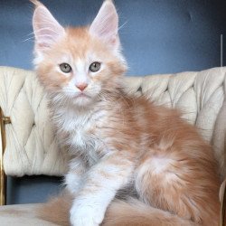Maine Coon EZ Yogurt