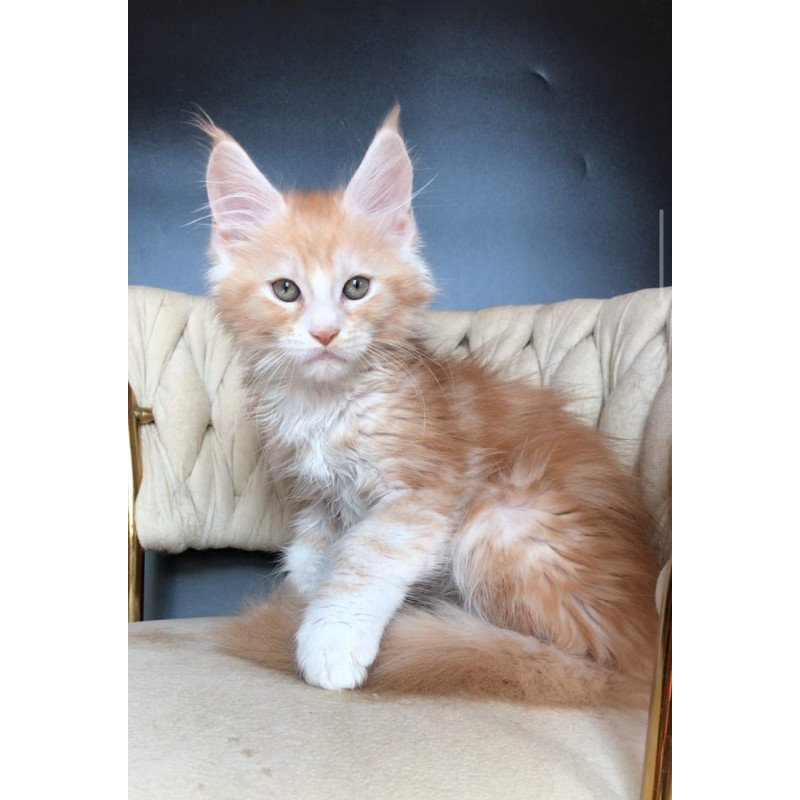 Maine Coon EZ Yogurt