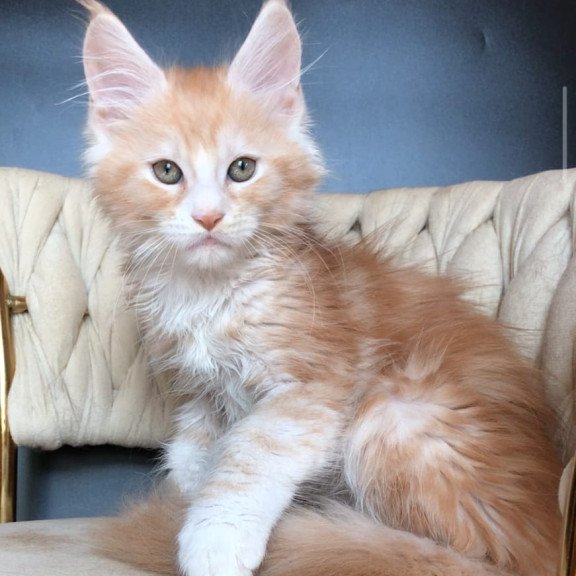 Maine Coon EZ Yogurt