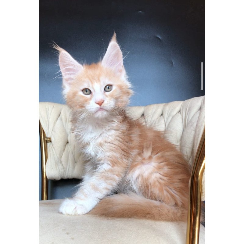 Maine Coon EZ Yogurt