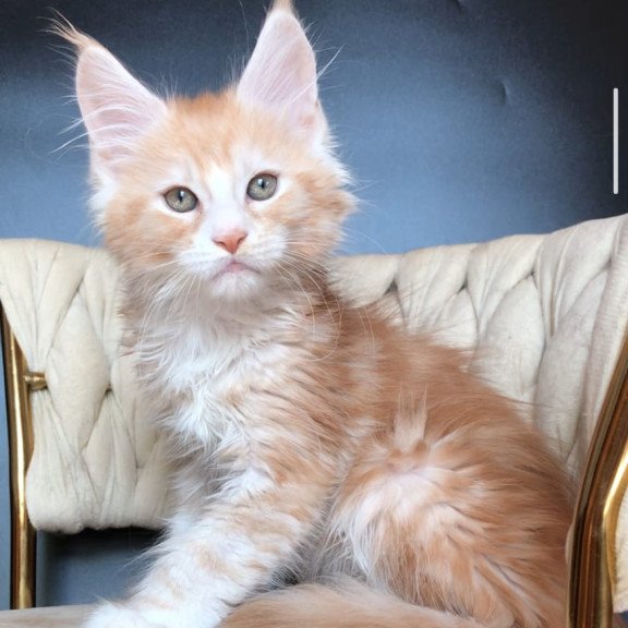 Maine Coon EZ Yogurt