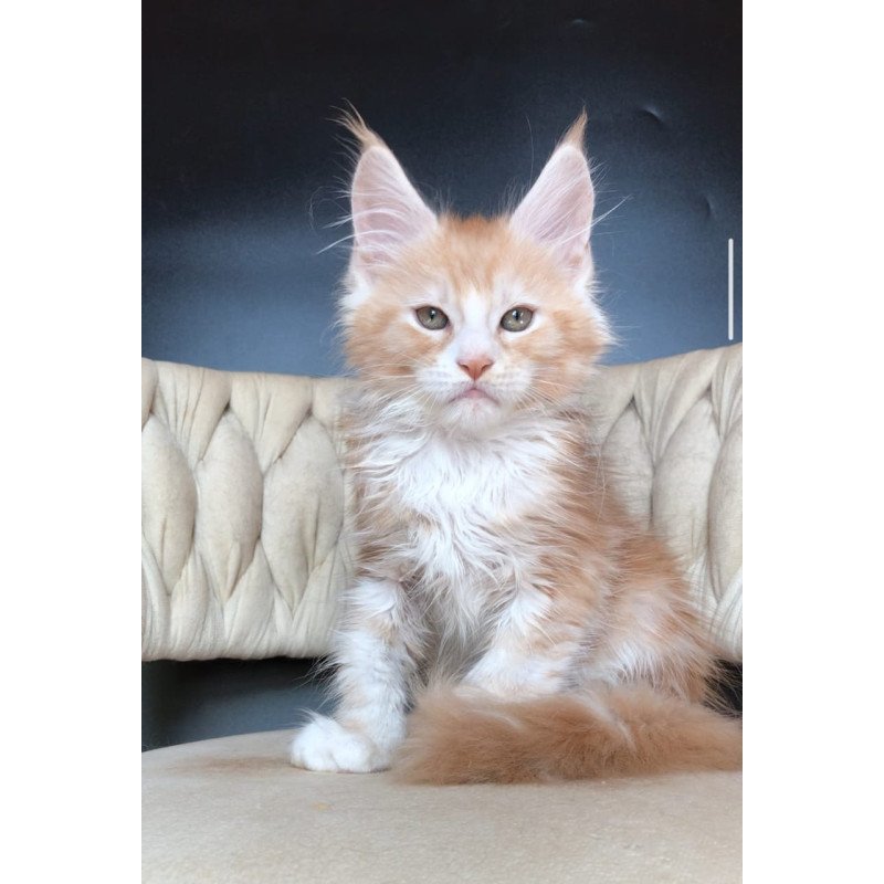 Maine Coon EZ Yogurt