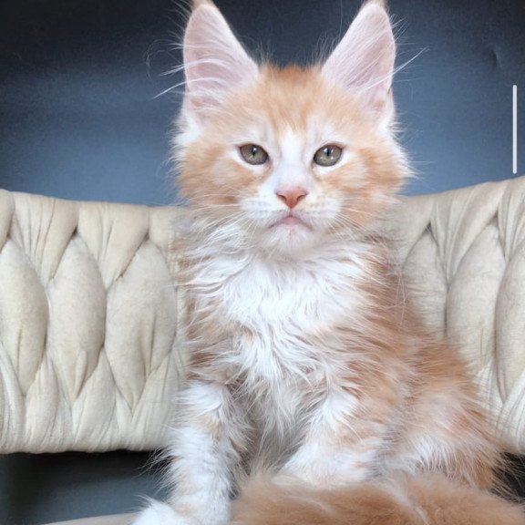 Maine Coon EZ Yogurt
