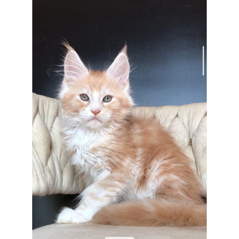 Maine Coon EZ Yogurt