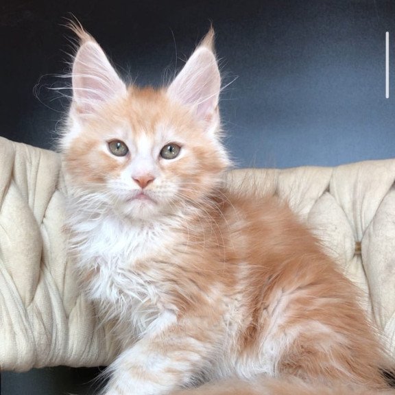 Maine Coon EZ Yogurt