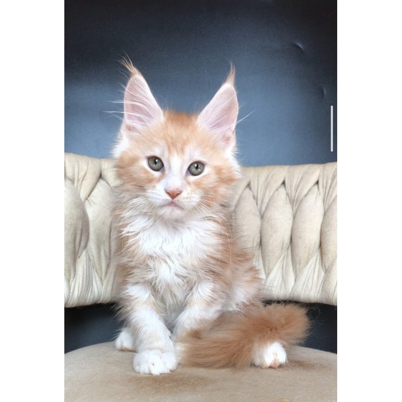 Maine Coon EZ Yogurt