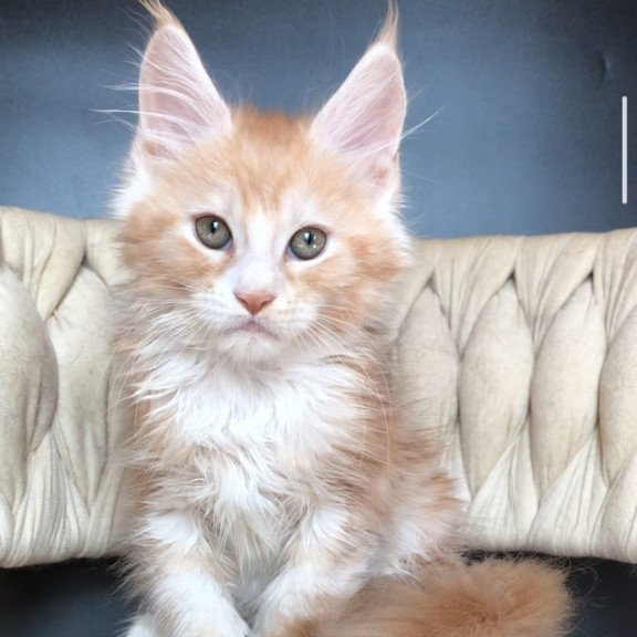Maine Coon EZ Yogurt