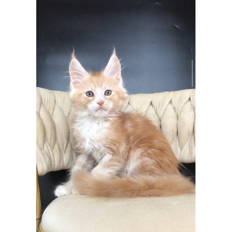 Maine Coon EZ Yogurt