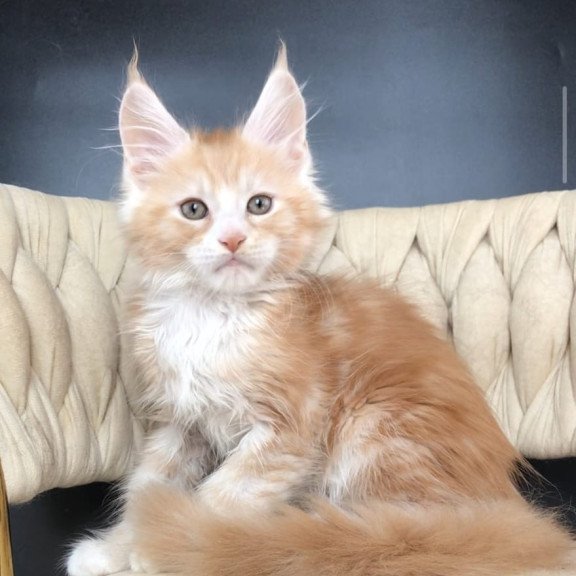 Maine Coon EZ Yogurt